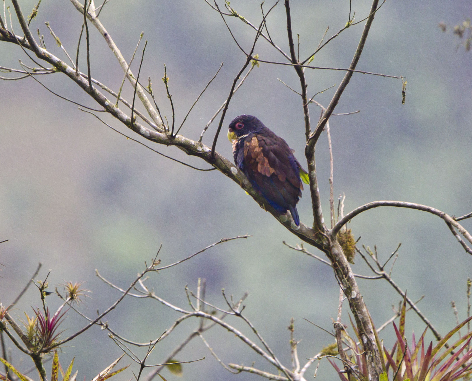 image Bronze-winged Parrot